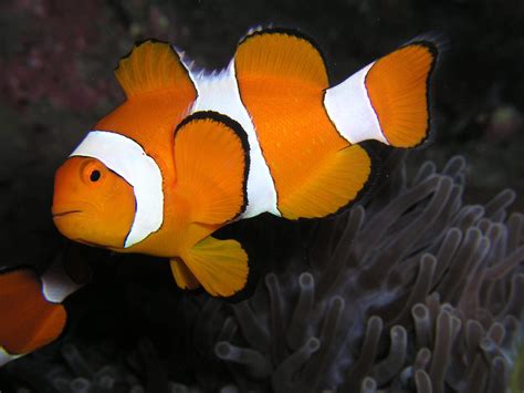 5 Interesting Facts about Clownfish for Kids(2 is my favourite) - AquaticPals