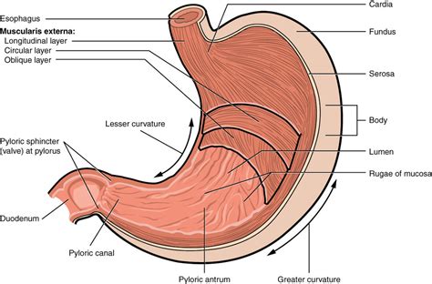 Difference Between Cardiac and Pyloric Sphincter | Compare the Difference Between Similar Terms