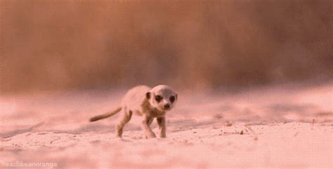 Super Smart Animals Meerkat GIF - Find & Share on GIPHY