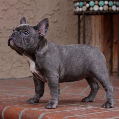 What Colors and Patterns Do Frenchies Come In? - What The Frenchie | French bulldog blue, French ...