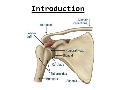 2. shoulder joint & its applied anatomy 07[1]