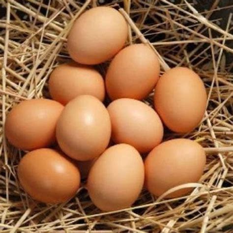 Kadaknath Eggs Manufacturer in Delhi Delhi India by Kadaknath Agro Farms | ID - 5577822