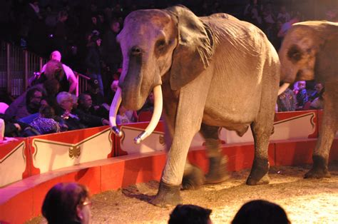 Europe’s last male circus elephant dies in mysterious circumstances ...