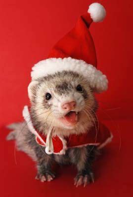 Christmas ferret Ferrets Care, Baby Ferrets, Funny Ferrets, Pet Ferret, Baby Animals, Funny ...