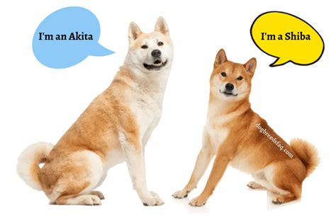 What Are The DIFFERENCES Between Akita And Shiba Inu?