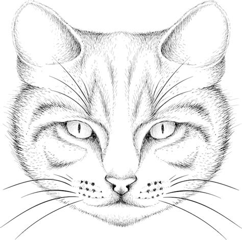 Premium Vector | Sketch of cat head