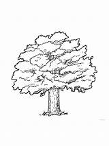 Oak coloring pages sketch template