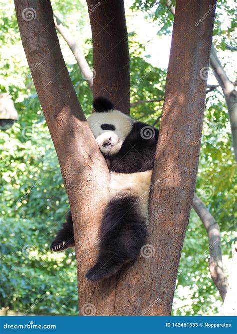 Giant panda sleeping stock image. Image of chinese, giant - 142461533