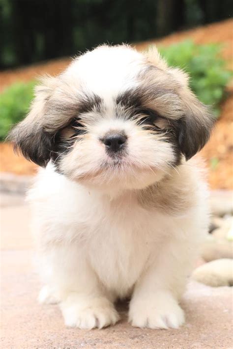 Shih Tzu Puppies for Sale | Buckeye Puppies