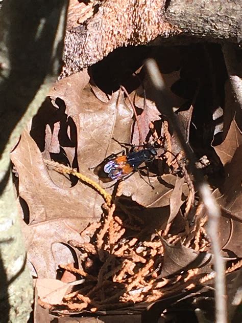 Tarantula Hawk Wasp — Phil Hardberger Park Conservancy