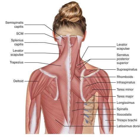 The Neck Muscles May Be Divided Into Four Major Structural Groups 1 Poster - Etsy