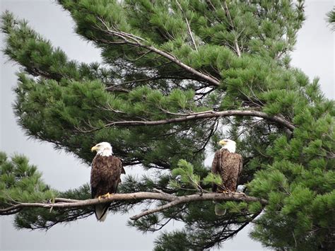Protected Bald Eagle Nesting Areas In Voyageurs National Park — Voyageurs Conservancy