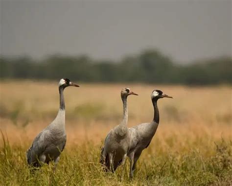 Common Crane - Facts, Diet, Habitat & Pictures on Animalia.bio