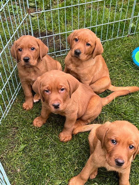 Fox Red Labrador Puppies - Guilford, CT Patch