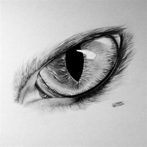 Wolf Drawing by LethalChris on DeviantArt More #wolfDrawings | Cat eyes ...