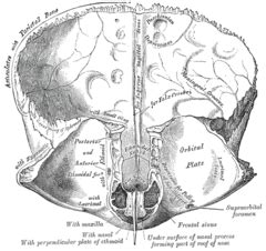 Supraorbital foramen - Wikipedia