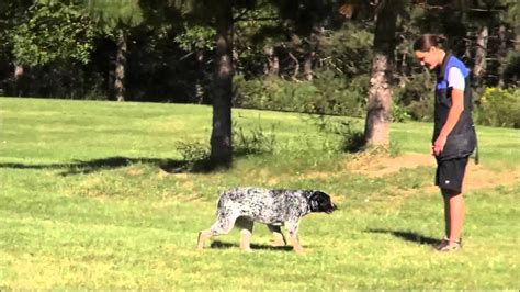 Kota (Australian Cattle Dog) Boot Camp Dog Training Video - YouTube