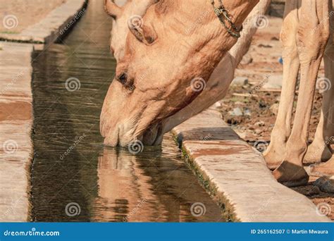 Portrait of a Camel Drinking Water at Kalacha Oasis in North Horr, Marsabit, Kenya Stock Image ...