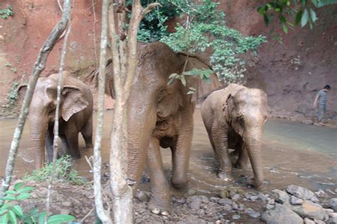 Elephant Sanctuary - Mondulkiri, Cambodia | Elephant sanctuary, Elephant, Cambodia