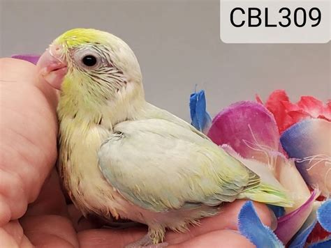 CrazyBirdLadies Parrotlets - Parrotlets for Sale, Breeder, Parrotlet in 2021 | Parrotlet ...