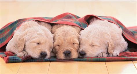 Download Sleeping Golden Retriever Dogs With Checkered Blanket Wallpaper | Wallpapers.com