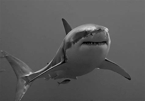 Megalodon vs. Great White Shark: Australia's Super Predator Found? - Exemplore