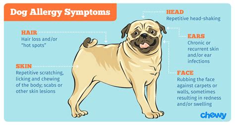 Dog Allergies: Causes, Symptoms and Treatment | BeChewy