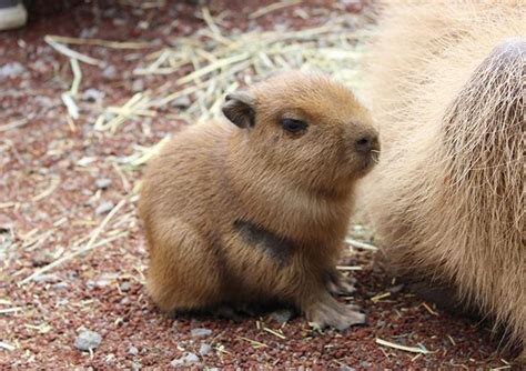 CAPYBARA MAN on Twitter | Baby capybara, Capybara, Cute wild animals