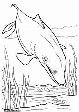Blue Whale Coloring Pages  Free Printable sketch template