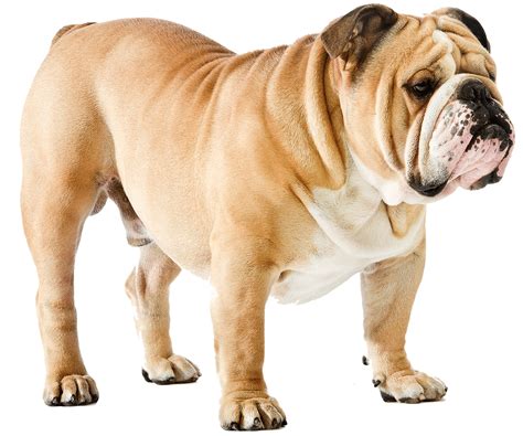 English Bulldog Dog Breed Information, Images, Characteristics, Health