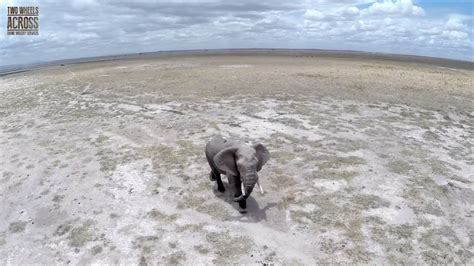 Kenya Wildlife, like never seen before! Drone footage (short version) - YouTube