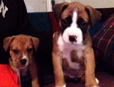 Boxer Hound Mix Puppies Sale - porsche944blog