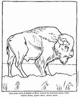 Buffalo coloring  Free Animal Pages Sheets sketch template