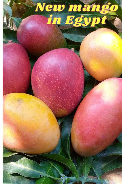 Some modern foreign mango varieties in Egypt - Part 1 | Mango varieties, Fruit tree garden ...