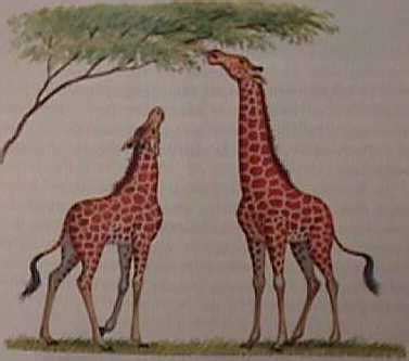 What Lamarck Believed — New England Complex Systems Institute