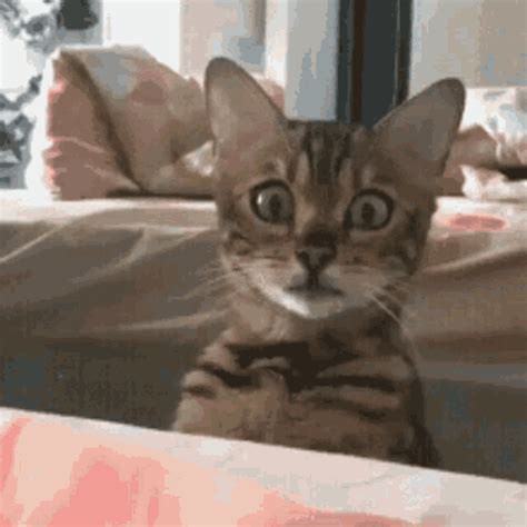 Scared Cat GIF - Scared Cat Staring - Discover & Share GIFs