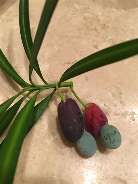 Japanese Yew berries in the summer | Japanese yews, Berries, Pool patio