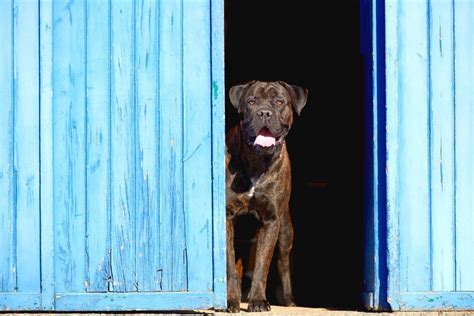 Are Cane Corsos Aggressive? The Story Behind This Dog Breed