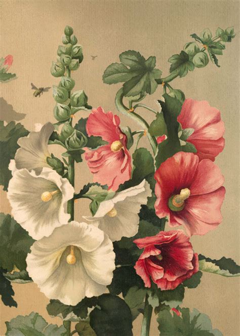 vintage hollyhocks image Botanical Painting, Botanical Drawings, Botanical Art, Arte Floral ...