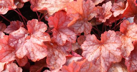 Heuchera Paprika - Paprika Coral Bells care | Travaldo's blog