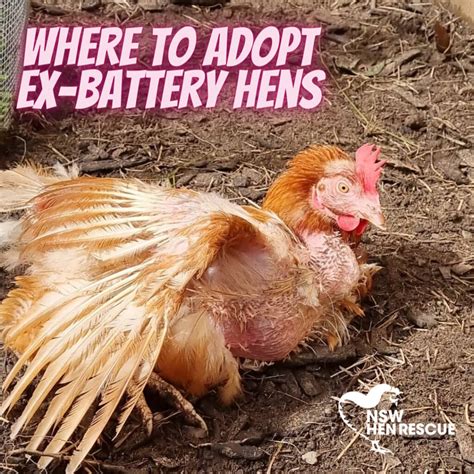 Where Can I Adopt Ex-Battery Hens? – NSW Hen Rescue