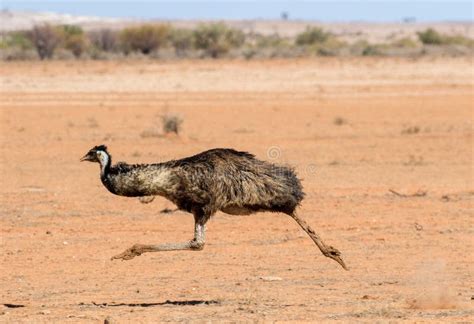 Emu imagen de archivo. Imagen de corriendo, abierto - 191650849