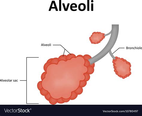 Pulmonary Alveoli Diagram