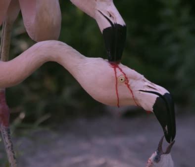 Video Of Flamingo Parents Feeding Their Chick Red Crop-Milk Goes Viral ...