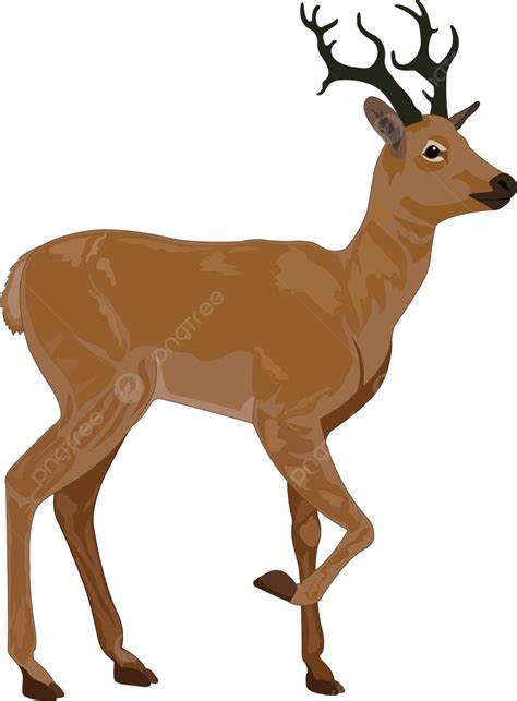 Deerillustration Drawing Illustration Color Vector, Drawing, Illustration, Color PNG and Vector ...