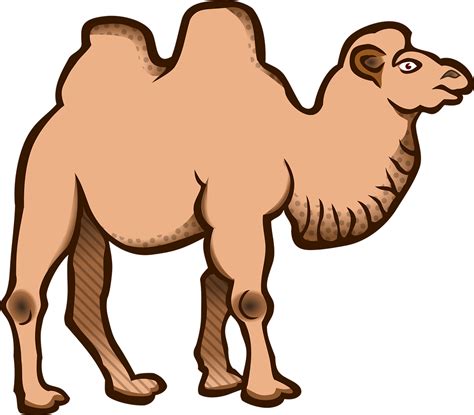 Animal Animals Bactrian Camel - Free vector graphic on Pixabay