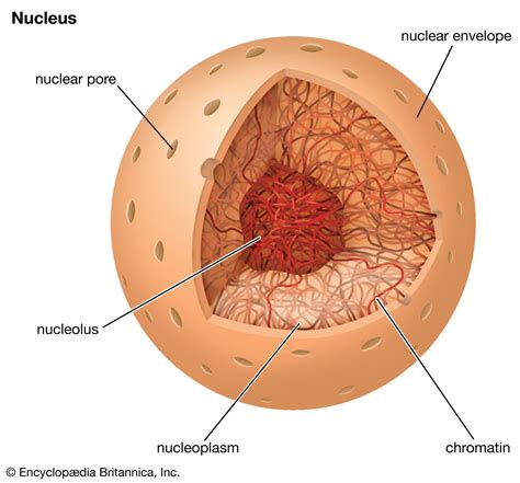 Nuclear Envelope Diagram