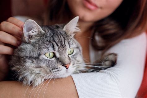 Here's the Best Way to Pet a Cat, According to Science | Live Science