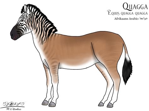 Quagga by Ognimdo2002 on DeviantArt