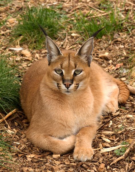 Caracal - Caracal caracal | Paws for thought… The beautiful … | Flickr